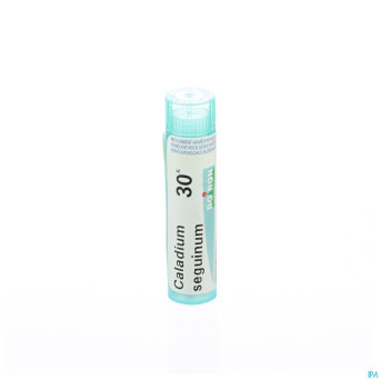 Caladium seguinum    30k gr 4g boiron