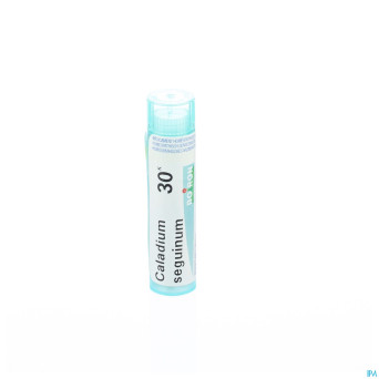 Caladium seguinum    30k gr 4g boiron