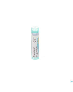 Caladium seguinum    5ch gr 4g boiron