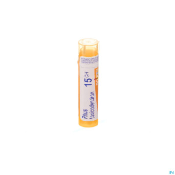 Rhus toxicodendron    15ch gr 4g boiron