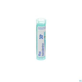 Rhus toxicodendron    30k gr 4g boiron