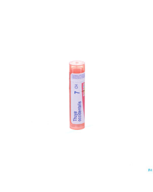 Thuya occidentalis    7ch gr 4g boiron