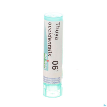 Thuya occidentalis    6k gr 4g boiron