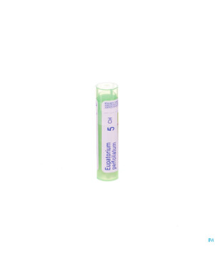 Eupatorium perfoliatum    5ch gr 4g boiron