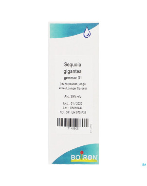 Sequoia gigantea gemmo d1    60ml boiron