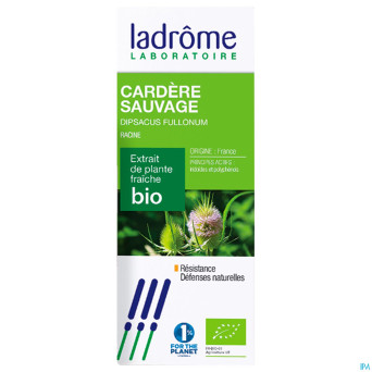 Ladrome cardere sauvages-dipsacus fullon.rac. 50ml