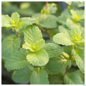 Acorelle jardin des thes eau parfum 50ml