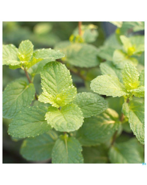 Acorelle jardin des thes eau parfum 50ml