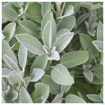 Acorelle jardin des thes eau parfum 50ml