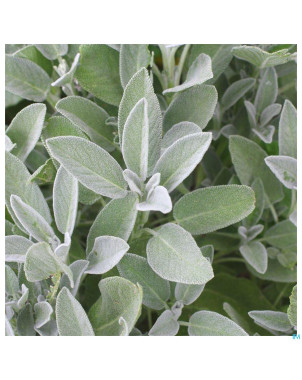 Acorelle jardin des thes eau parfum 50ml