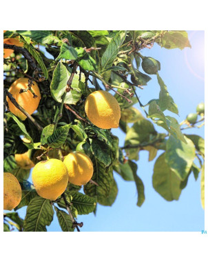 Acorelle jardin des thes eau parfum 50ml