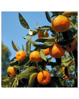 Acorelle sublime tubereuse eau parfum 50ml