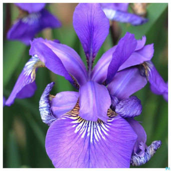 Acorelle sublime tubereuse eau parfum 50ml