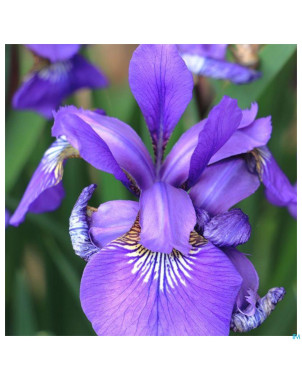 Acorelle sublime tubereuse eau parfum 50ml