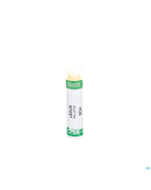 Ledum palustre    5ch gr boiron