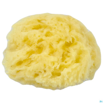 Cartel eponge de mer  8cm    5640