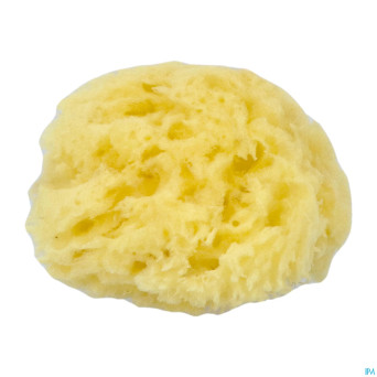 Cartel eponge de mer  8cm    5640