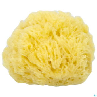 Cartel eponge de mer 11cm    5641