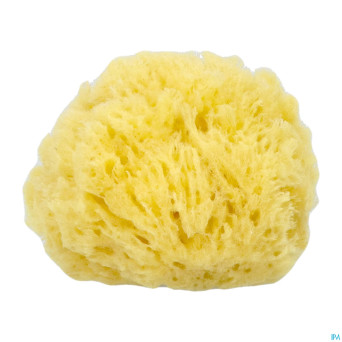 Cartel eponge de mer 11cm    5641