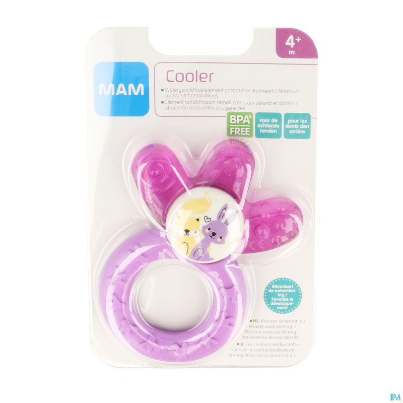 Mam multi anneau dentition