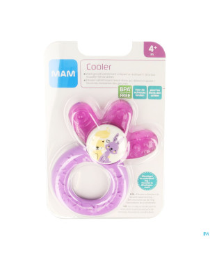 Mam multi anneau dentition