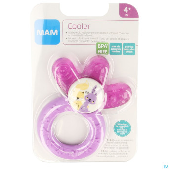 Mam multi anneau dentition