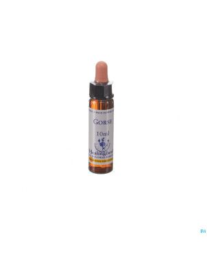 Healing herbs gorse    10ml