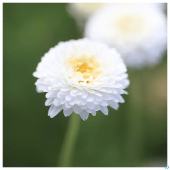 Camomille romaine bio    huile ess  5ml