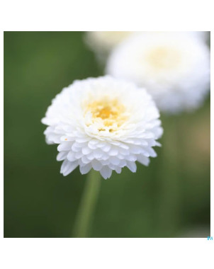 Camomille romaine bio    huile ess  5ml