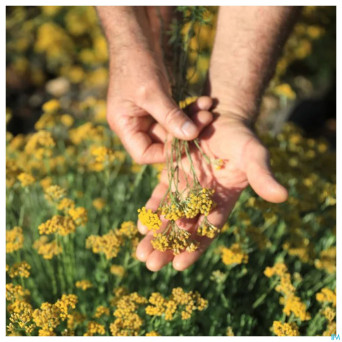 Helichryse bio    huile ess  5ml